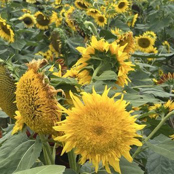 Von Thun Farms - Attraction Farms Near Me - Washington, New Jersey