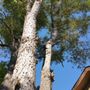 Photo of Better Branches Noco Division