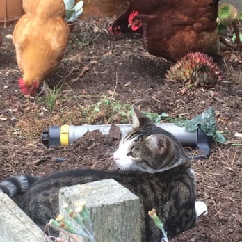 Pet Tech - Pet Sitting Near Me Pet Tech - Pet Sitting Near Me