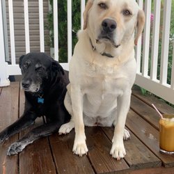 Wellspring Farm Dog Daycare and Boarding - 13 and 3 thriving.
