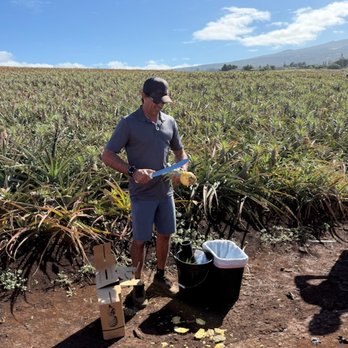 Maui Pineapple Tour - Our tour director cutting up fresh pineapple for us to taste - Tours Near Me - Makawao, Hawaii