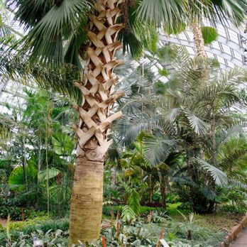 Garfield Park Conservatory - Parks Near Me - Chicago, Illinois