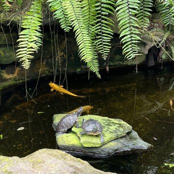 Sherman Library & Gardens - Koi pond - Botanical Gardens Near Me - Corona Del Mar, California Sherman Library & Gardens - Koi pond - Botanical Gardens Near Me - Corona Del Mar, California