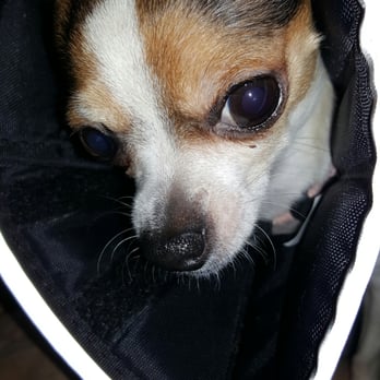 Walgreens - a small dog in a cone - Drugstores Near Me - Manchester, Connecticut