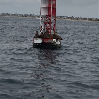 Davey's Locker - Sea lions - Fishing Near Me - Newport Beach, California