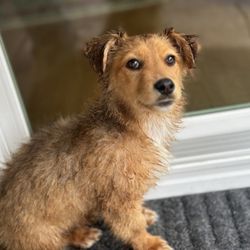 Here's our new pup!