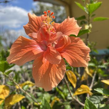 Hawaiian Rumble Adventure Golf - One of many beautiful hibiscus as part of the landscape - Mini Golf Near Me - Orlando, Florida Hawaiian Rumble Adventure Golf - One of many beautiful hibiscus as part of the landscape - Mini Golf Near Me - Orlando, Florida