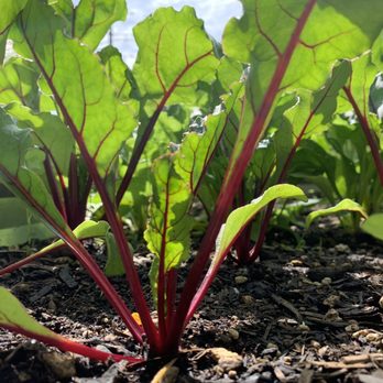 Dean's Residential  - Beets loving the new soil. - Landscaping Near Me - Portland, Oregon