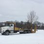 Photo of Zuk's Tree Moving