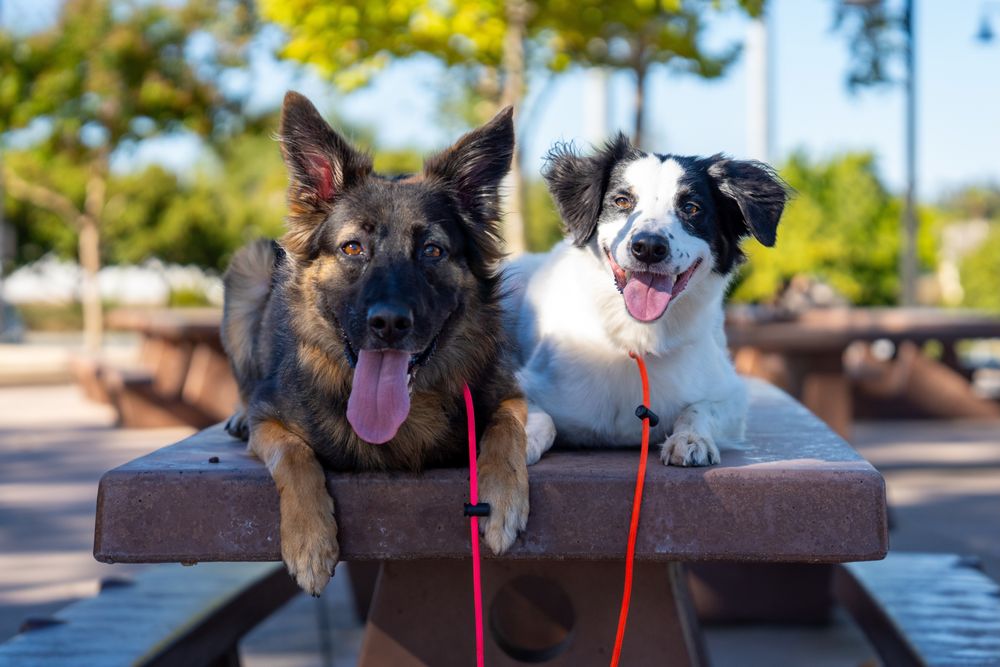 Kismet K9 - pet boarding facility in South Lake Tahoe, CA