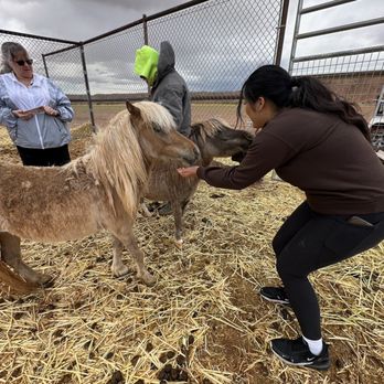 Camel Safari - Mini horse - Zoos Near Me - Bunkerville, Nevada