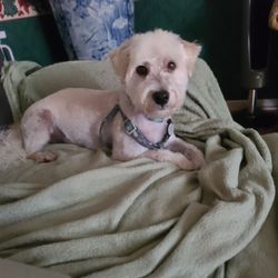 All Paws & Claws Grooming Salon