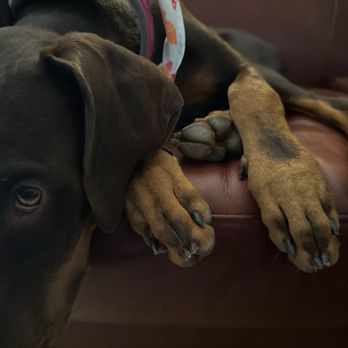 Zoomin Groomin - Trimmed puppy nails! - Pet Groomers Near Me Zoomin Groomin - Trimmed puppy nails! - Pet Groomers Near Me