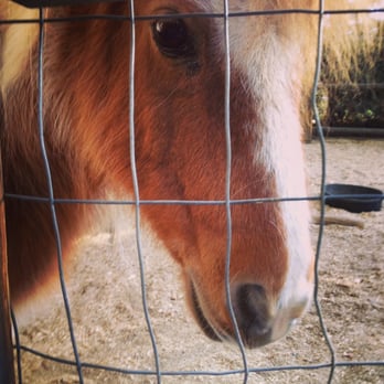 Eagle's Nest Bed & Breakfast - Sweet little miniature ponies - Big Bear Lake, CA