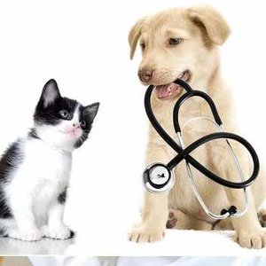 Gateway Pet Hospital Request Consultation Pet Stores 4391