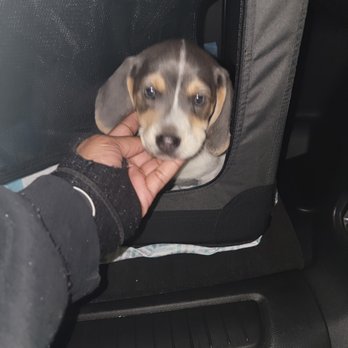 Luv&Pet Transport Services - What an angel! - Pet Transportation Near Me - Greensboro, North Carolina Luv&Pet Transport Services - What an angel! - Pet Transportation Near Me - Greensboro, North Carolina