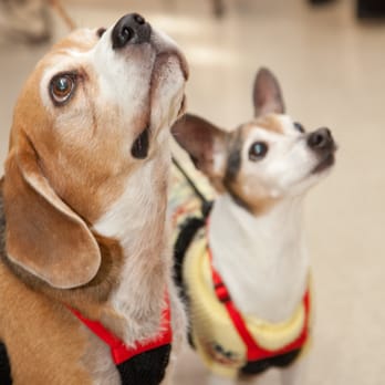 Palmyra Animal Clinic - Parker and Sparky - given extra years due to Palmyra Care! - Veterinarians Near Me - Palmyra, Pennsylvania Palmyra Animal Clinic - Parker and Sparky - given extra years due to Palmyra Care! - Veterinarians Near Me - Palmyra, Pennsylvania