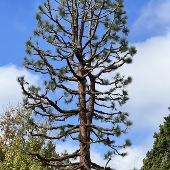 The Tree Guyz - Tree Services Near Me - Pomona, California The Tree Guyz - Tree Services Near Me - Pomona, California