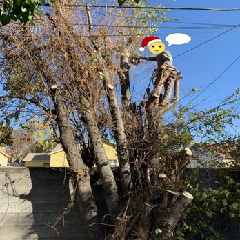 Trim 4 Less Tree Service - Tree Services Near Me Trim 4 Less Tree Service - Tree Services Near Me