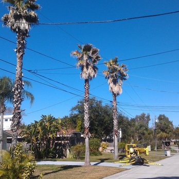 High Trim Tree Service - Tree Services Near Me - Hudson, Florida High Trim Tree Service - Tree Services Near Me - Hudson, Florida