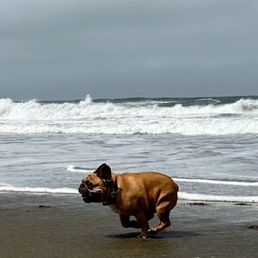Nug running on the beach with K9 Rockstars! Nug running on the beach with K9 Rockstars!