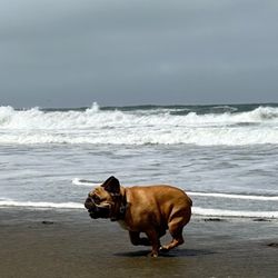 K9 Rockstars - Nug running on the beach with K9 Rockstars!