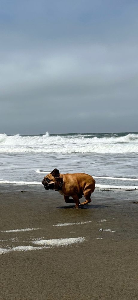K9 Rockstars - pet boarding facility in San Francisco, CA