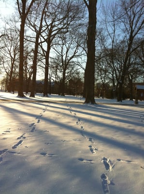 St. Olaf College by null