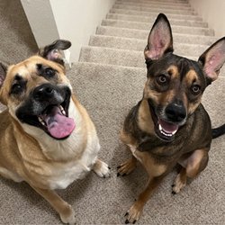 Furballs Furever Rescue