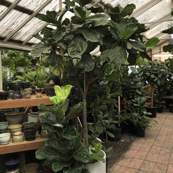 Portland Nursery - Huge trees - Nurseries & Gardening Near Me - Portland, Oregon Portland Nursery - Huge trees - Nurseries & Gardening Near Me - Portland, Oregon