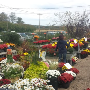 Lewin Farms - Flowers available - Pick Your Own Farms Near Me - Calverton, New York Lewin Farms - Flowers available - Pick Your Own Farms Near Me - Calverton, New York