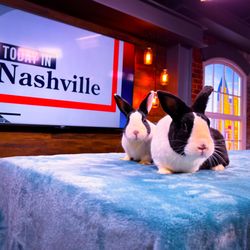 Bunny Rescue - Today in Nashville feature with Carol Sullivan!