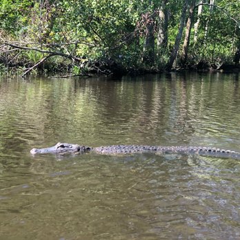Ultimate Swamp Adventures - Tours Near Me - Westwego, Louisiana Ultimate Swamp Adventures - Tours Near Me - Westwego, Louisiana