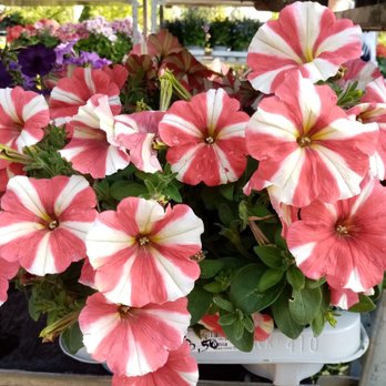 Gartencenter - Florists Near Me - Hamburg, HH