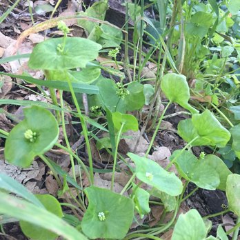 Bishop Peak - Miners lettuce - Hiking Near Me - San Luis Obispo, California