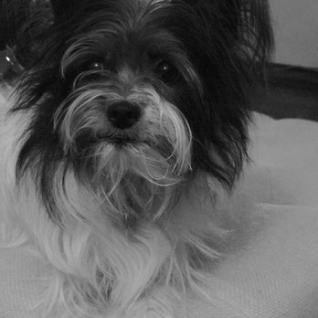 halo rescue metro center