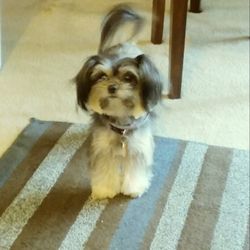 Bows and Bandanas Pet Salon - Our lil ANGEL!!!