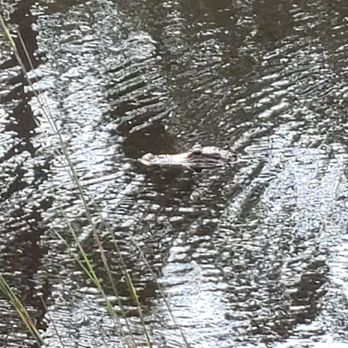 Back Porch - Little alligator out back - American Near Me - Lake Alfred, Florida