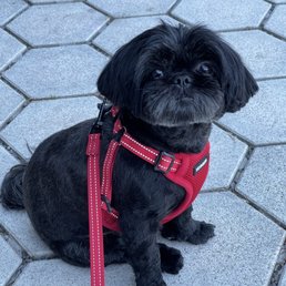 Macie after getting groomed at D is for Doggie