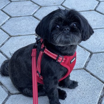 D is for Doggy - Macie after getting groomed at D is for Doggie - Pet Groomers Near Me - New York, New York