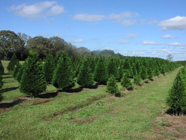 Steele's Christmas Tree