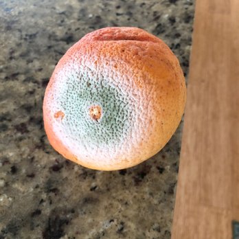 Avocado Shack - Bought on Saturday with rotten grapes. It is Monday! - Fruits & Veggies Near Me - Morro Bay, California Avocado Shack - Bought on Saturday with rotten grapes. It is Monday! - Fruits & Veggies Near Me - Morro Bay, California