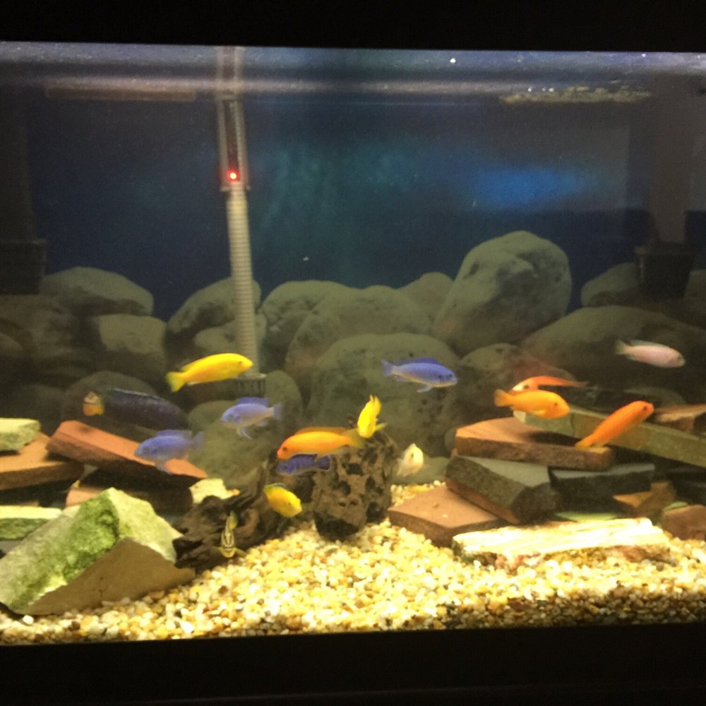 Aquatics Unlimited - African Chiclid tank - Aquarium Services Near Me - Milwaukee, Wisconsin