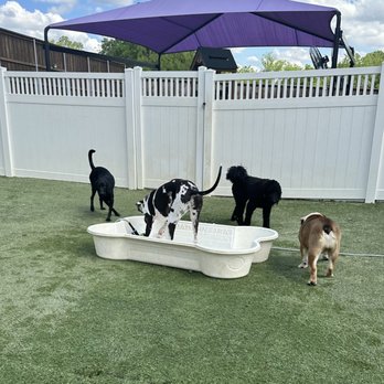 The Royal Pet Resort - Pet Sitting Near Me - Arlington, Texas The Royal Pet Resort - Pet Sitting Near Me - Arlington, Texas
