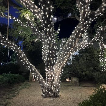 Davenport's Restaurant - Lighted up trees in the walkway to the entrance of Davenports - Seafood Near Me - Encino, California Davenport's Restaurant - Lighted up trees in the walkway to the entrance of Davenports - Seafood Near Me - Encino, California