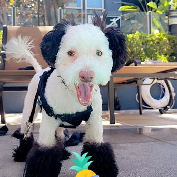 The Canine Cosmetology Studio - Benji rockin' his panda cut by the pool - Pet Groomers Near Me - Van Nuys, California The Canine Cosmetology Studio - Benji rockin' his panda cut by the pool - Pet Groomers Near Me - Van Nuys, California