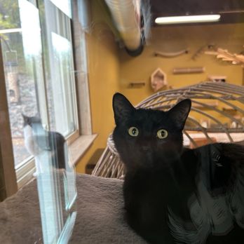 Wired Whisker - Themed Cafes Near Me - Duluth, Minnesota