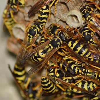 Patrick's Pests & Plants - Pest Control Near Me - Surprise, Arizona Patrick's Pests & Plants - Pest Control Near Me - Surprise, Arizona
