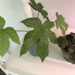 The Potting Bench Plant Studio - Japanese Fatsia!