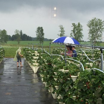 Strawberry Fields and Florist - a woman with an umbrella - Fruits & Veggies Near Me - Auburn, New York Strawberry Fields and Florist - a woman with an umbrella - Fruits & Veggies Near Me - Auburn, New York